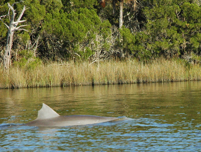 dolphin mother