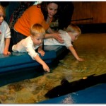 touchingtheshark Newport Aquarium