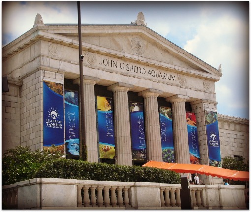 Shedd Aquarium Chicago