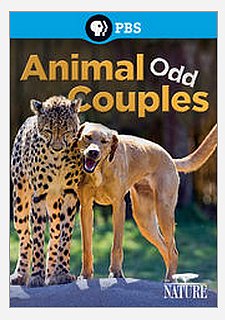 animal odd couples