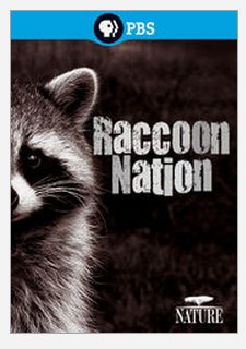 racoon nation