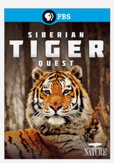 siberian tiger quest