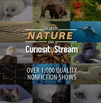 nature documentaries to stream in your homeschool 