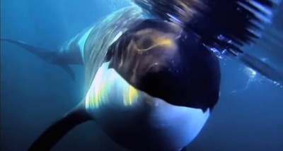 killer whale documentaries