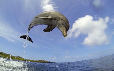 dolphin documentaries