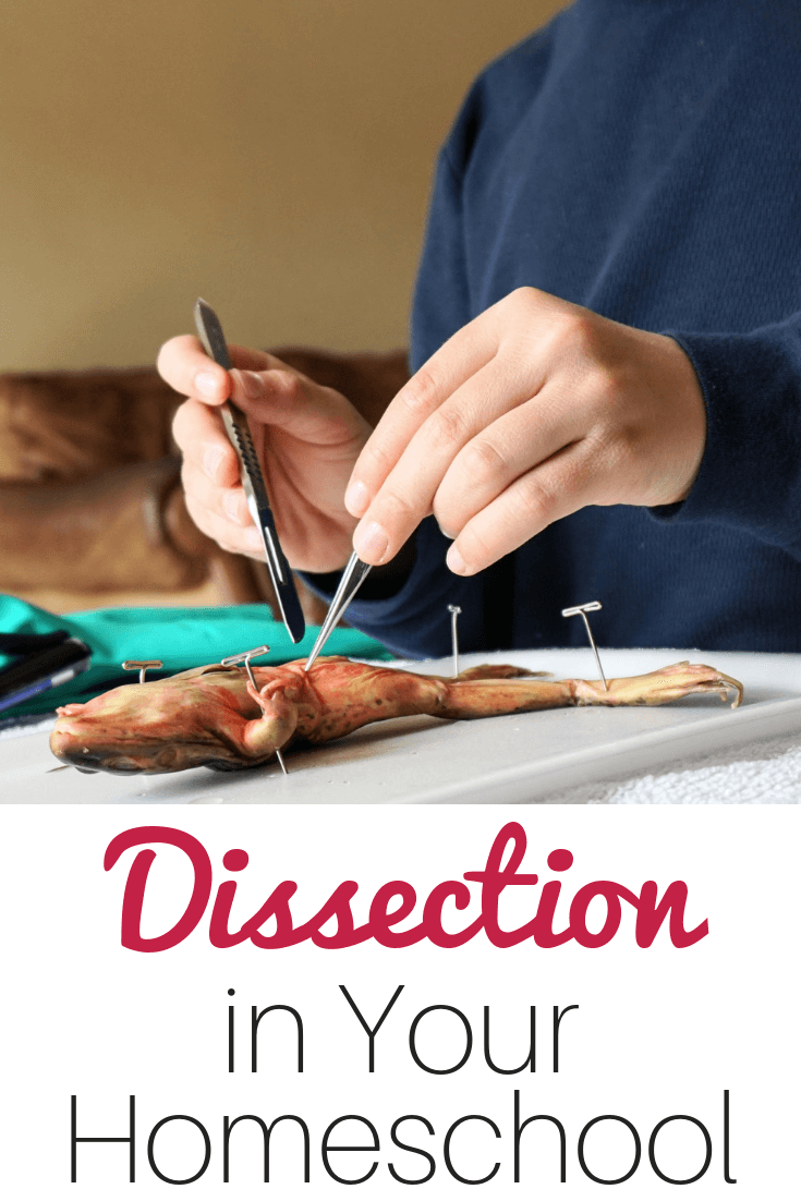 Don't be afraid of homeschool dissection! Use these simple kits and let your children explore. #homeschoolscience