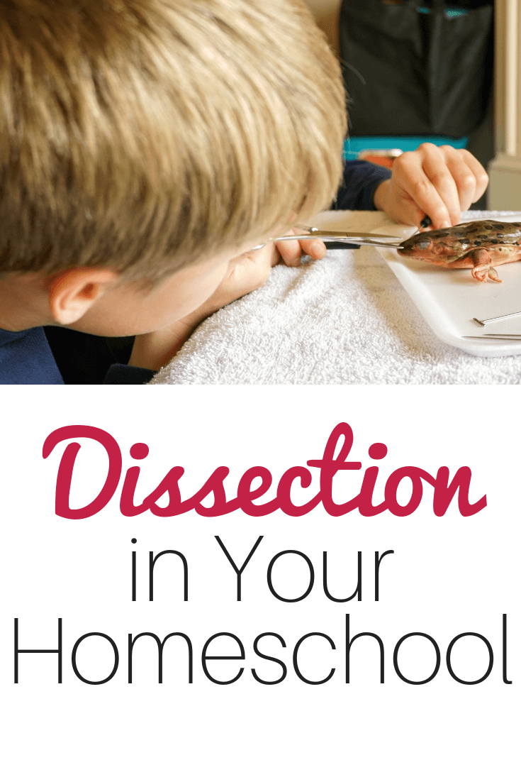 Don't be afraid of homeschool dissection! Use these complete kits and let your children explore. #homeschoolscience