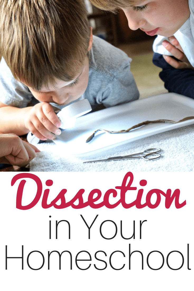 Homeschool Dissection Lab Made Simple #homeschool #homeschoolscience