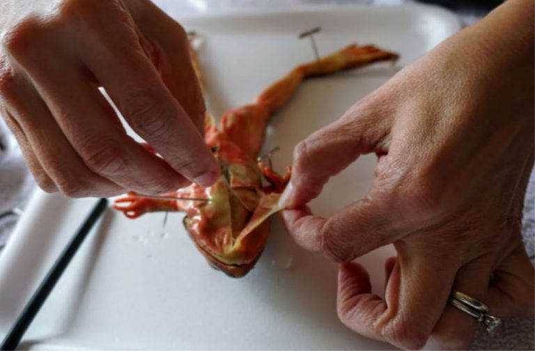 Why My Kids LOVE Homeschool Dissection Lab The Kennedy Adventures!