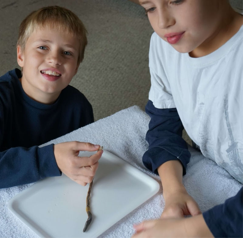 Dissecting a worm in homeschool science is loads of fun!