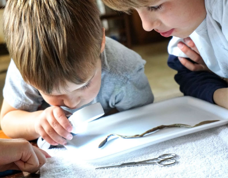 Don't be frightened of homeschool dissection! These kits have all you need to get started. 