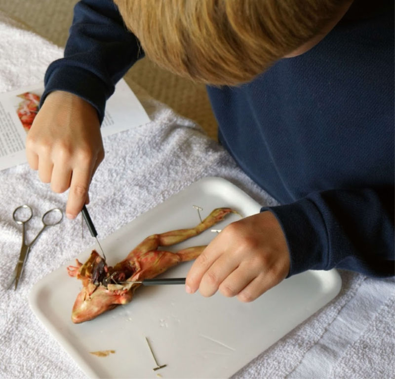 These homeschool dissection kits are wonderful!