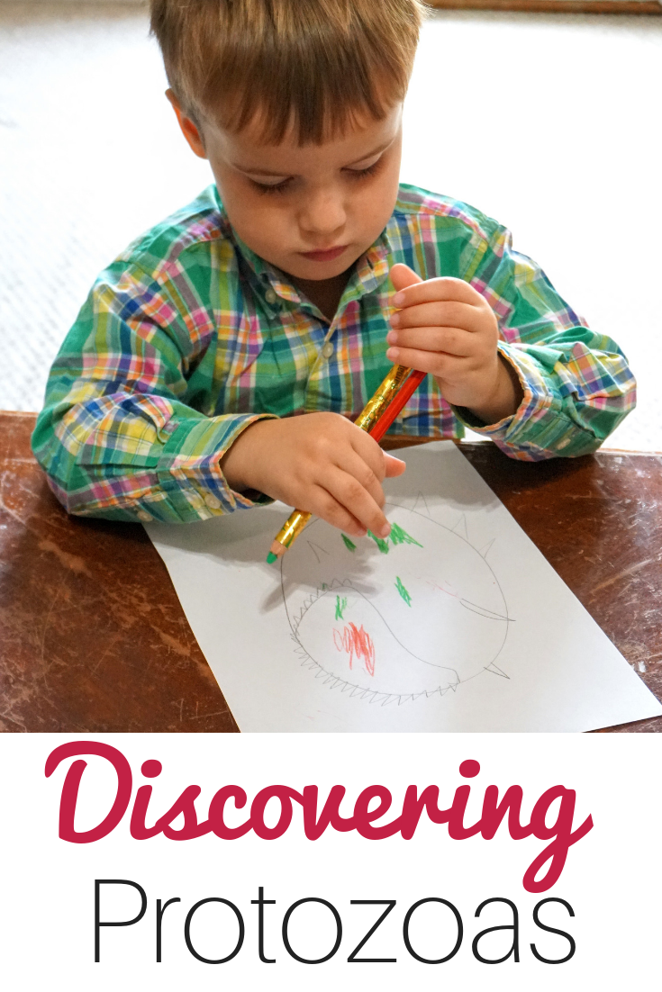 Teach your children about microscopic animals with this protozoa homeschool kit. 