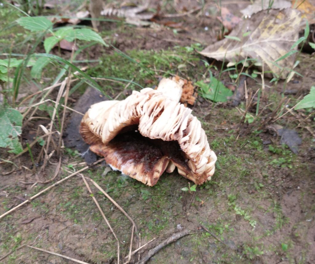 mushroom nature study